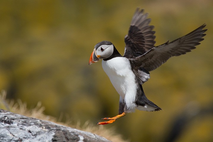 Papageitaucher Fratercula arctica Atlantic Puffin